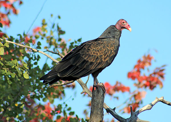 Paulie Boyland, Aitkin, submitted this photo and said, “I spotted this turkey vulture in a tree alongside Hwy. 18 on Sunday as we were traveling back home to Aitkin from Sandstone.”